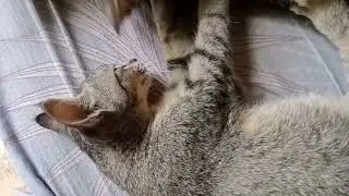 Tukang urut bulus
