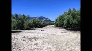RUSTIC LAND FOR SALE IN MURO DE ALCOY WITH PRODUCTIVE OLIVE TREES