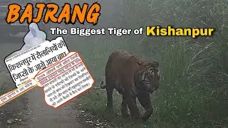 Encounterd a Huge Tiger | Head on Shot #tiger #dudhwanationalpark