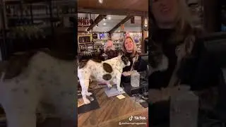 Can I Pet That Dog???