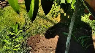 Shaping a peach tree into a cup. Second year of life. Summer pruning.