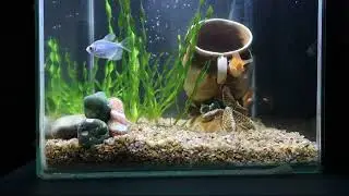 Fishtank 19 liters #aquarium #fishtank #aquascape  #goldfish 