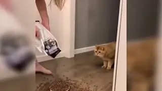 Приколы с котами | смех до слез | веселые животные