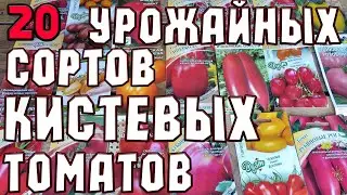 Самые Урожайные Кистевые Томаты для Открытого грунта  100%