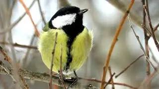 Синицы едят семечки, Great tit