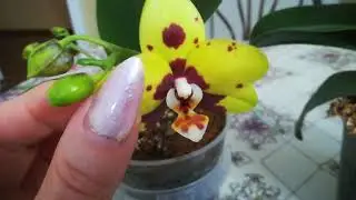 THE ORCHID BLOOMED IN THE WRONG VARIETY ((