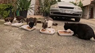 Cute stray cats will come to us every day when they see us to get food.