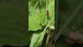 Божьякоровка на Землянике