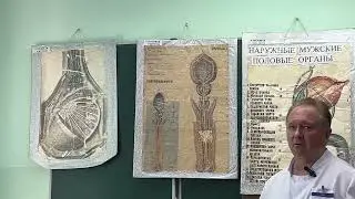 Male genitalia