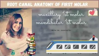 root canal anatomy of first molar - viva/neet