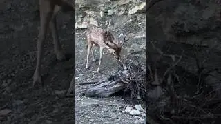 Подерёмся?! 😂 