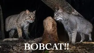 First Bobcat on Camera Trap of 2024