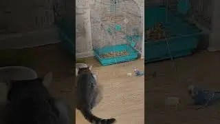 Отчаянный попугай😜 