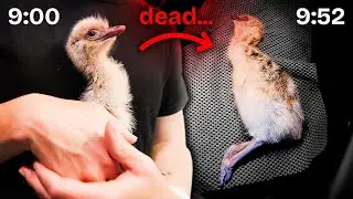 Oh No! Something Terrible Happened to our Emu