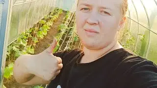 #огурцы #помидоры #работа #жизньвдеревне