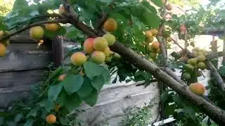 персик Ерлі Ред, дозрів....й сусід Поліський.....