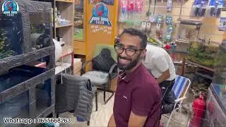 الجديد في الأسماك بتاريخ  20 2024septembre