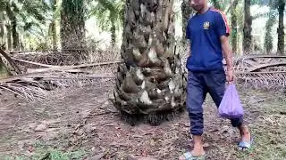 pencarian jamur 🍄 tytyd (kulat) di perkebunan kelapa sawit