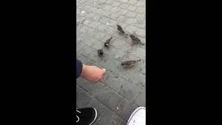 Ramzes & Johny Cazíno кормят воробьёв