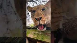 Crazy Lion Girls