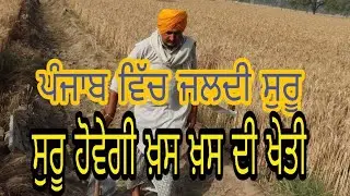 ਪਾਣੀ ਜਵਾਨੀ ਤੇ ਕਿਸਾਨੀ ਨੂੰ ਬਚਾਉਣ ਲਈ ਖਸਖਸ ਦੀ ਖੇਤੀ ਜਰੂਰੀ ਆ ਪੰਜਾਬ ਚੁ ਜਰੂਰ ਸੁਣੋ