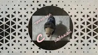 прогулка с собакой без поводка.