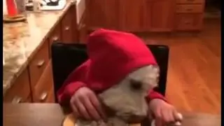 Первое видео человека с головой собаки