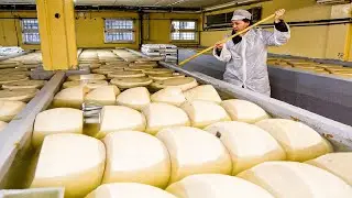 Inside the Cheddar Cheese Industry – How Millions of Tons Are Processed in Factories