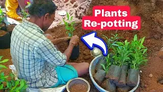 नर्सरी वाले Plants की Repotting ऐसे करते है 🌈 #plants #gardening