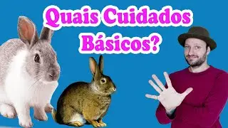 Como cuidar do coelho? Como ter coelho em casa ou apartamento? quais os cuidados básicos com coelho?