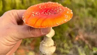 Kanlıca mı Balkadın mı ? Yoksa müptezel mantarı mı ?