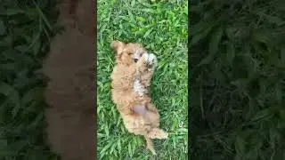 Molly the Cavoodle at 10 weeks old