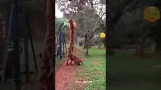 Les caractéristiques anatomiques  déterminent la hauteur maximale de saut pour chaque espèce.