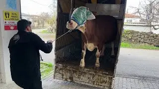 WE SENT OUR COW TO SLAUGHTER / WE BOUGHT A NEW COW