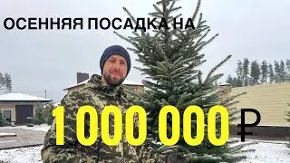 Посадка хвойных на 1000000 рублей. Озеленение участка 60 соток 1 этап. Воронеж.