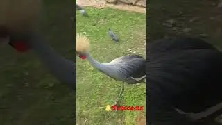 bird style