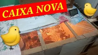 Pintinhos com 10 dias foram para uma caixa maior