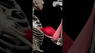 The Biceps 💪 in 3D :) ​⁠
