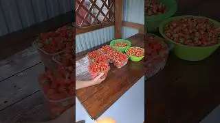 Хороший урожай клубники.   Strawberry harvest