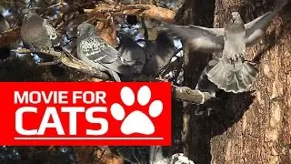MOVIE FOR CATS - 🐦 PIGEONS ON THE TREE  (ENTERTAINMENT VIDEOS FOR CATS TO WATCH)