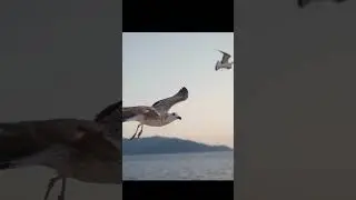Animal World | SEAGULL, GULL,Tiger| Animal wildlife: Wildlife 