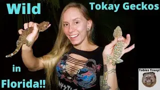 Tokay Gecko Invasion in Florida!!!