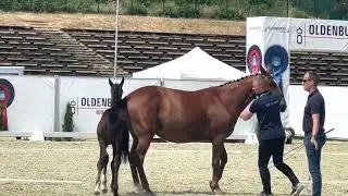 HP Elfenhope (Total Hope x Vitalis x Diamond Hit)