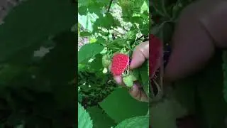 Спеет феномен.ставропольский край.