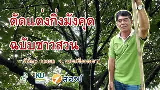 การตัดแต่งกิ่งมังคุด  ฉบับชาวสวน