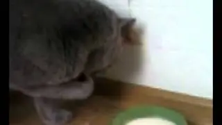 Кот-аристократ.mp4