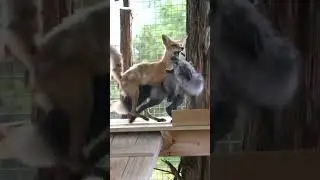 They did it in front of her... 🦊 
