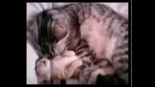 Мамочка кошка обнимает малыша / Mommy cat hugs her baby