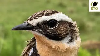Songbird migration project fieldwork - Whinchat geolocator tag retrieval