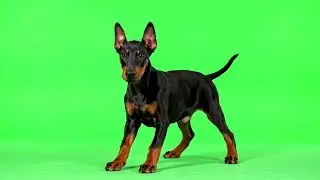 Dog Green Screen Video || Green Screen || Chroma Key || Content For Creators